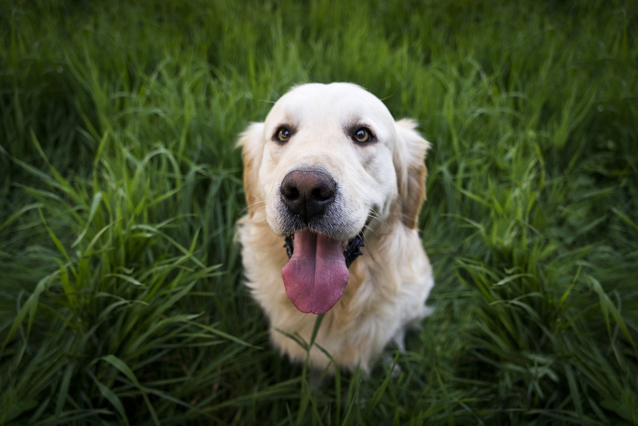 Golden retriever – charakterystyka rasy